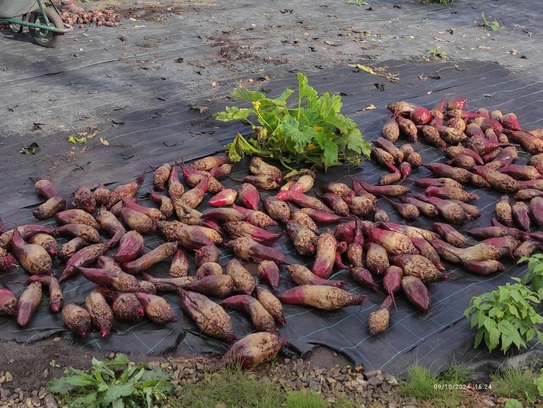 Suc de sfeclă roșie BIO