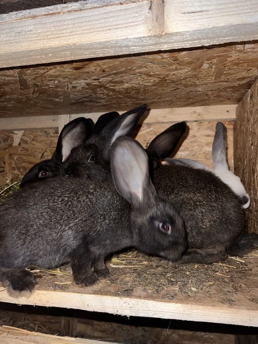 Iepurasi  rase diferite