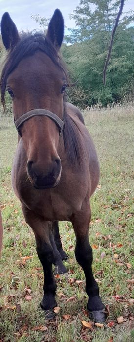 Vând manz sau schimb