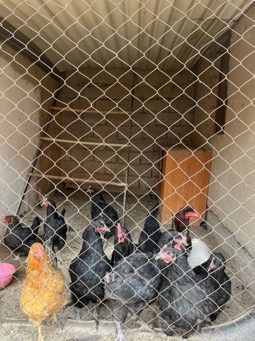 Гарантией бар келп коре берыныздер