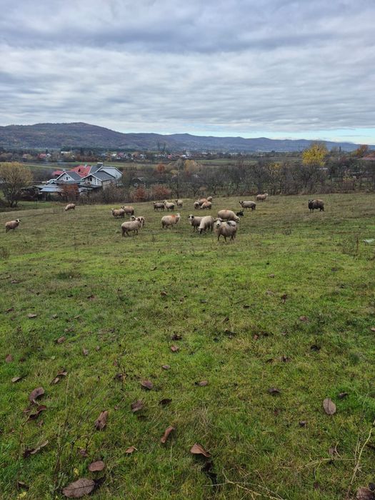 Vând oi breze ,oacheșe ,bucălai