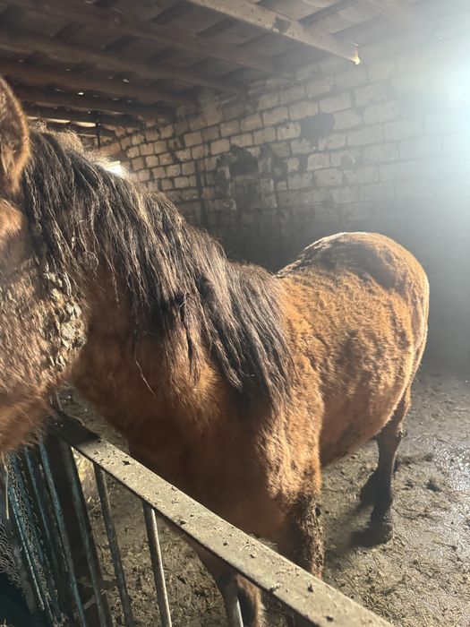 Семиз кунан сатылад 2 ели беред