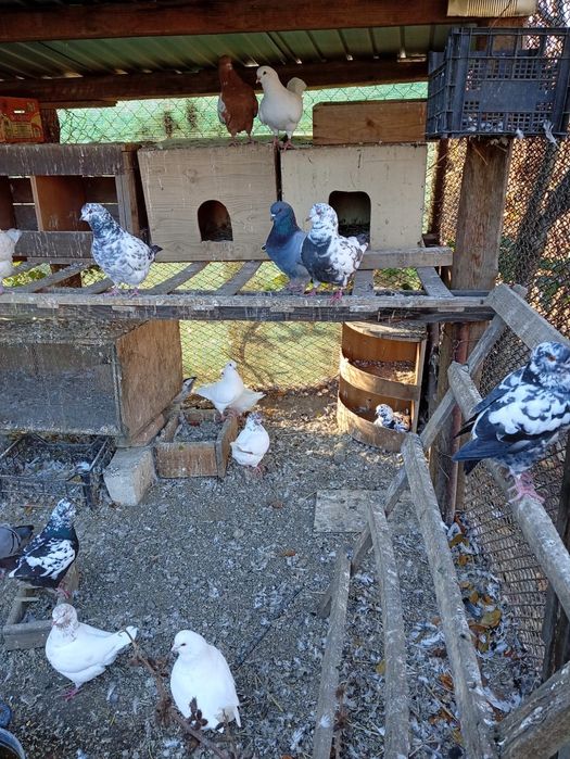 Vând porumbei kingi