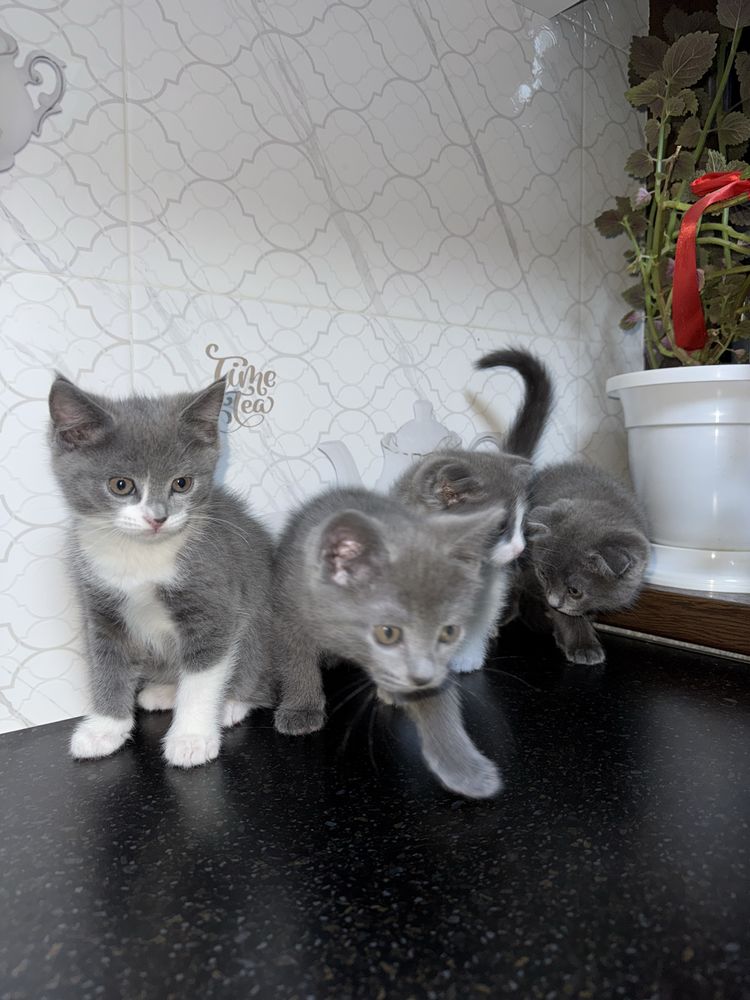 Котята британские