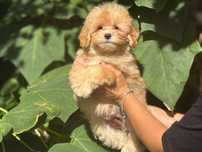 Mascul de maltipoo