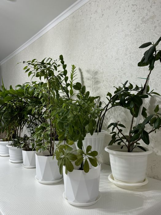 Продам комнотные цветы от 2000