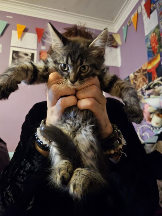 Спешно Котенца за осигуряване