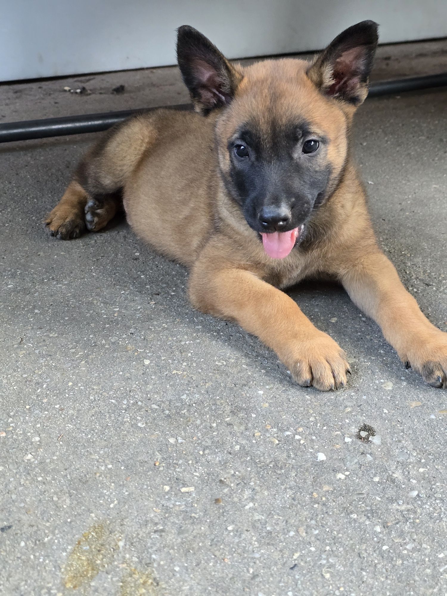 Pui Ciobănesc belgian(Malinois)