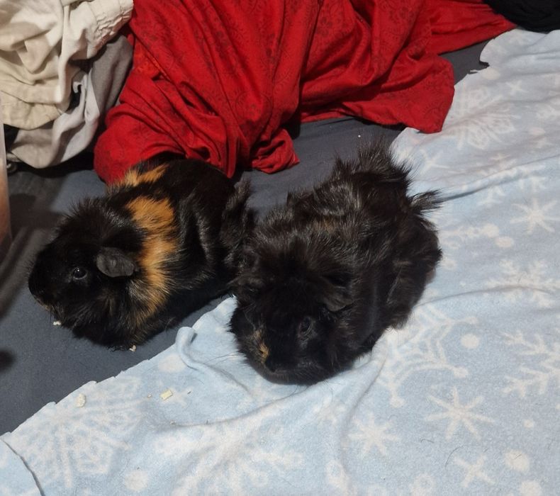 Подаряват се морски свинчета