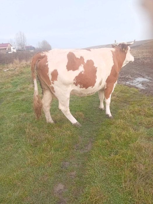 Vand vaca care e a fata