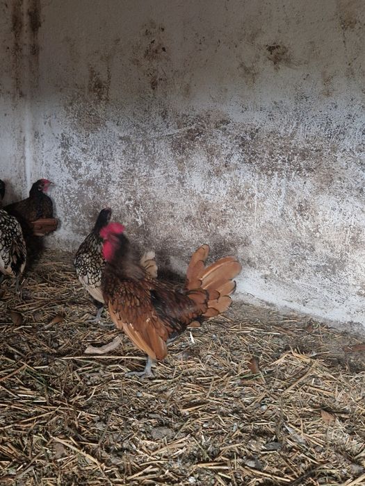 Găini Sebright de vânzare