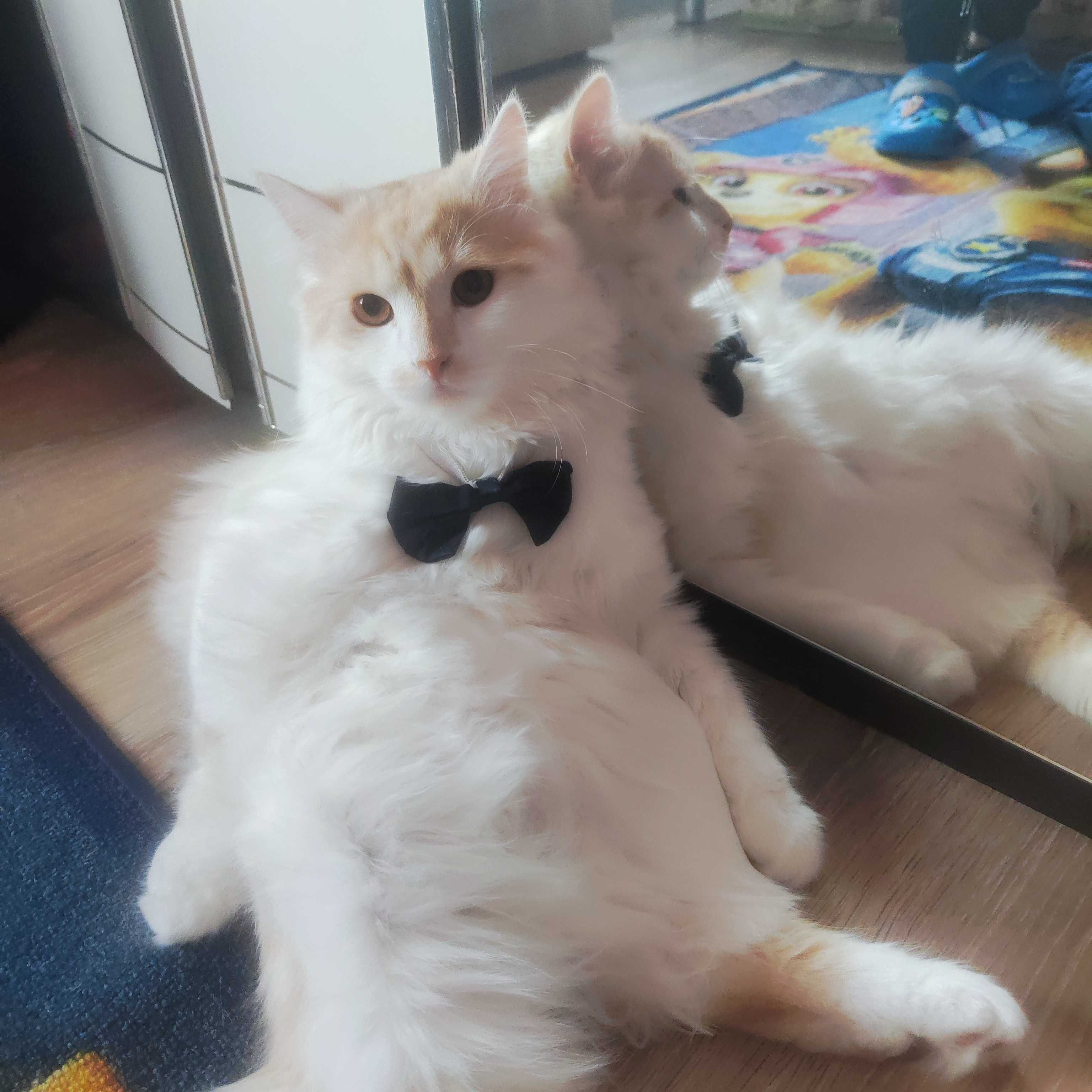 Подарява се коте