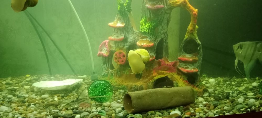 SROCHNI Akvarium sotiladi 700 tali