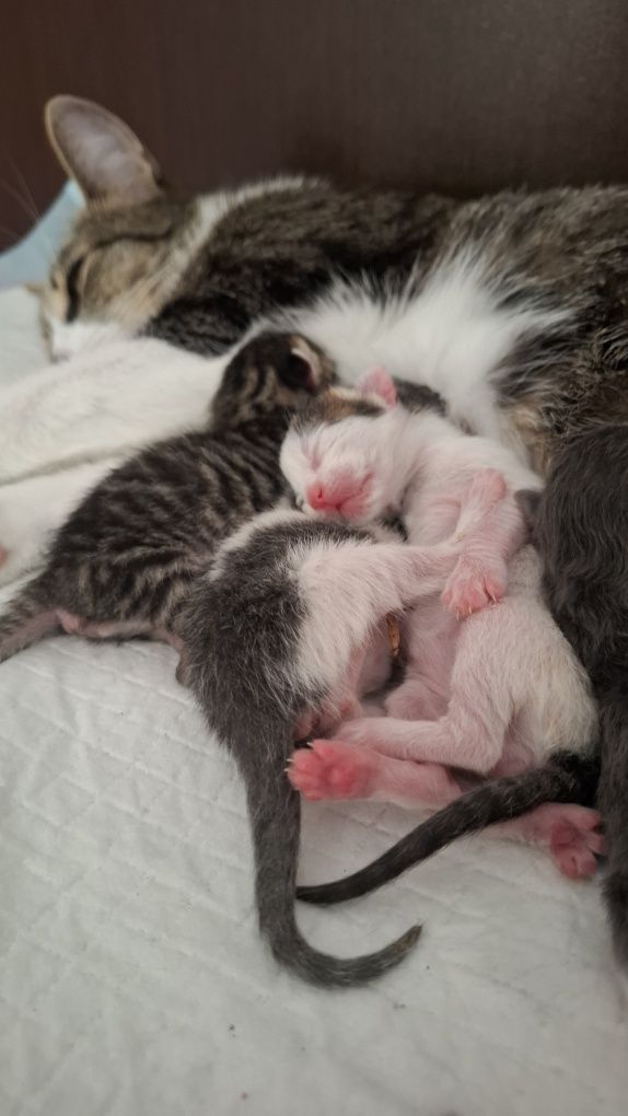 Adoptie Pisicute