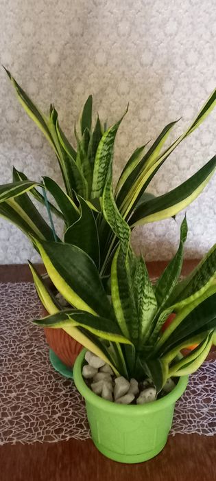 Продам комнатные цветы.