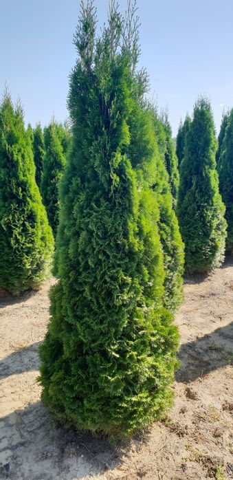 Poze reale 100% tuia (thuja)
