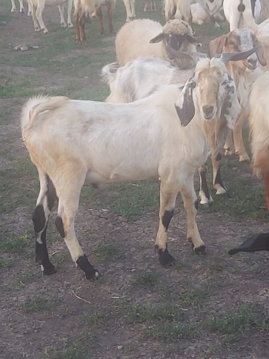 Vând țapi, capre și iezi de cea mai bună calitate metiși anglonubian