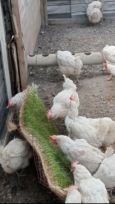 Продам куры несушки белые Леггорн