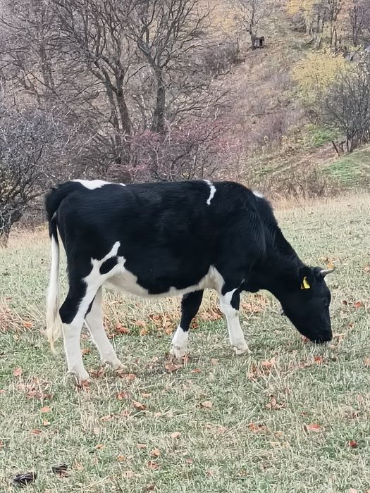 3 Junici si un taur de vânzare !