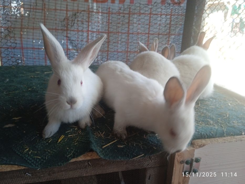 Kaliforniya bolalari sotuvda