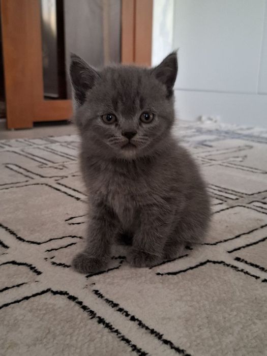 Красивые котята очень