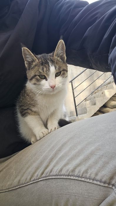 Mushukcha 3 oylik kichkina