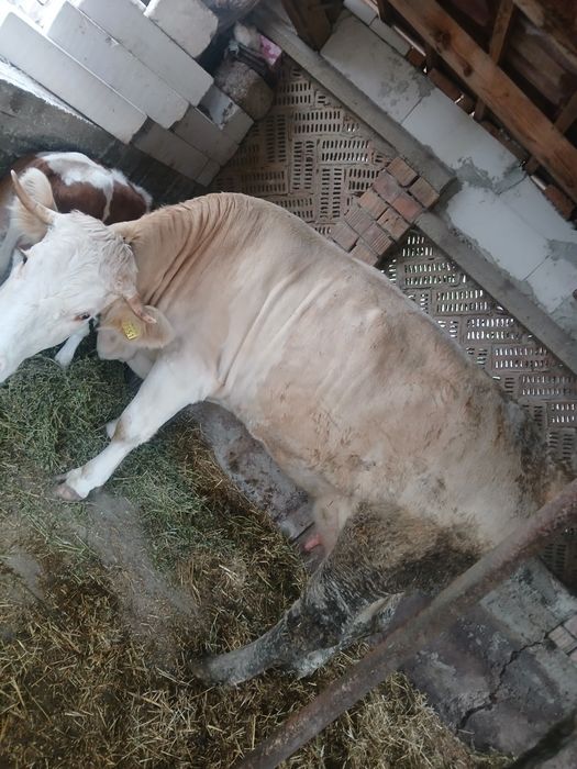 Vând vaca de un an și 8luni cu vitea lângă ea