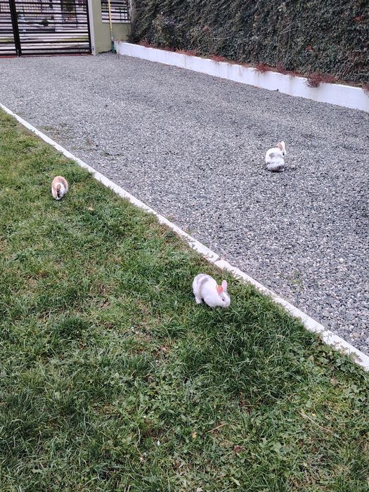 Vând iepuri de rasă pitici