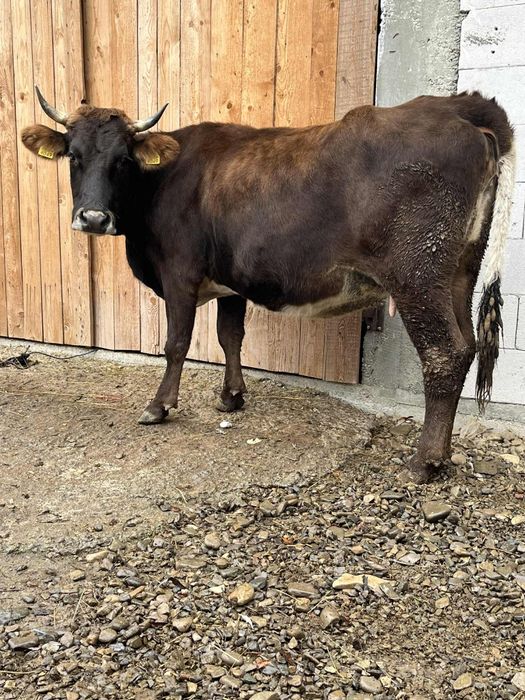 Vând vaca în 8 luni