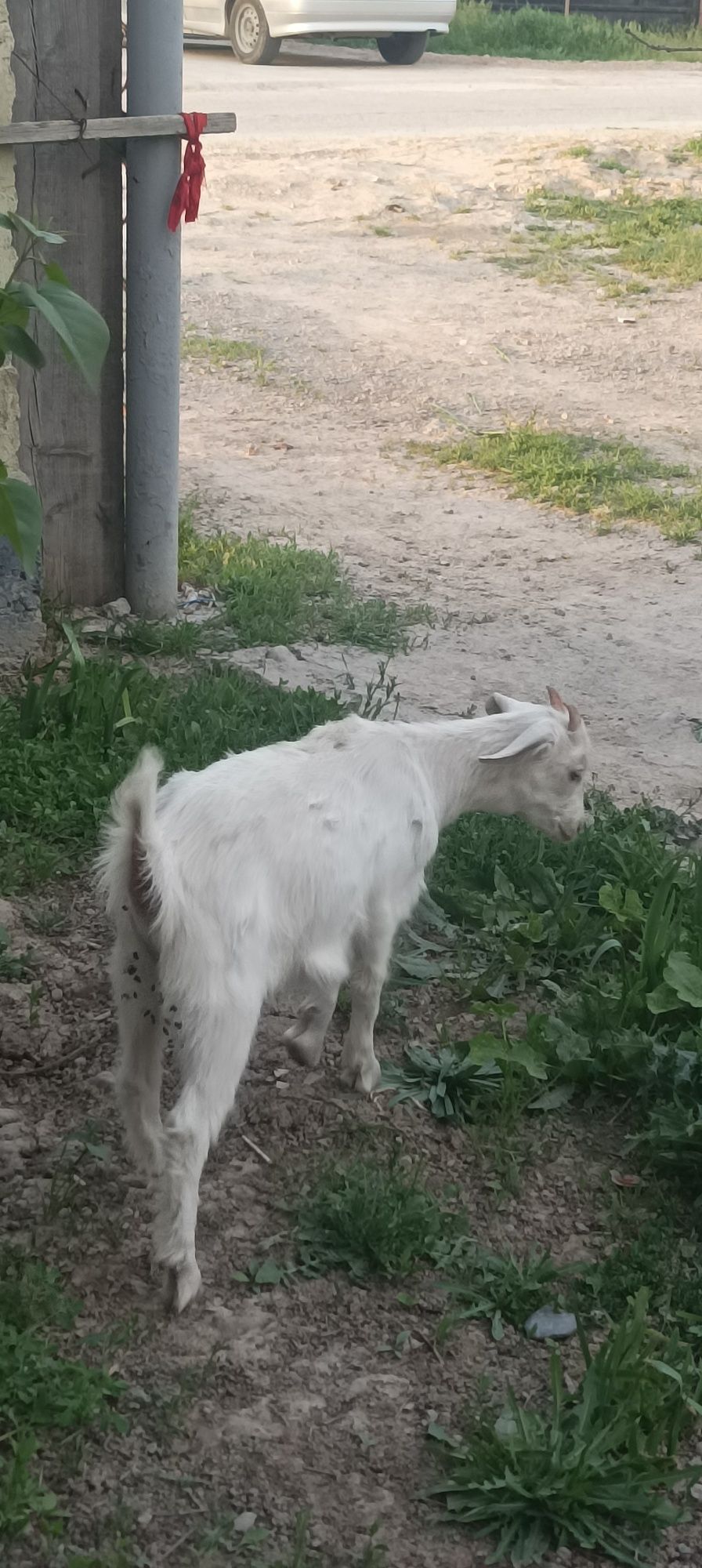 Ешкі сатылады сауынды