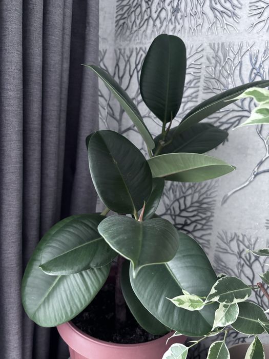 Продам фикусы 2х видов