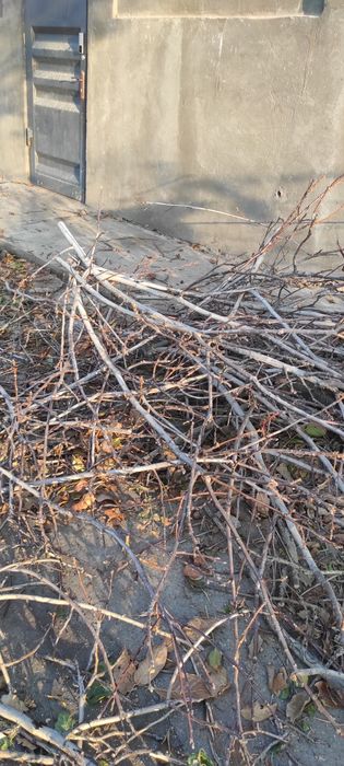 Ótin tekin daraxt ótini