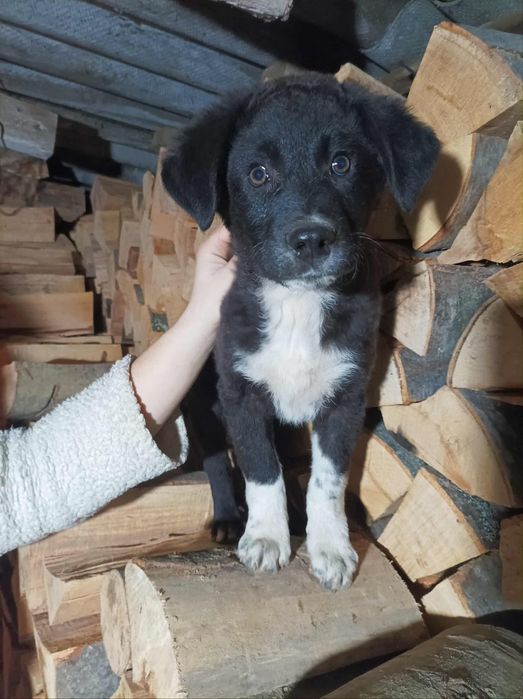 Căței spre adopție