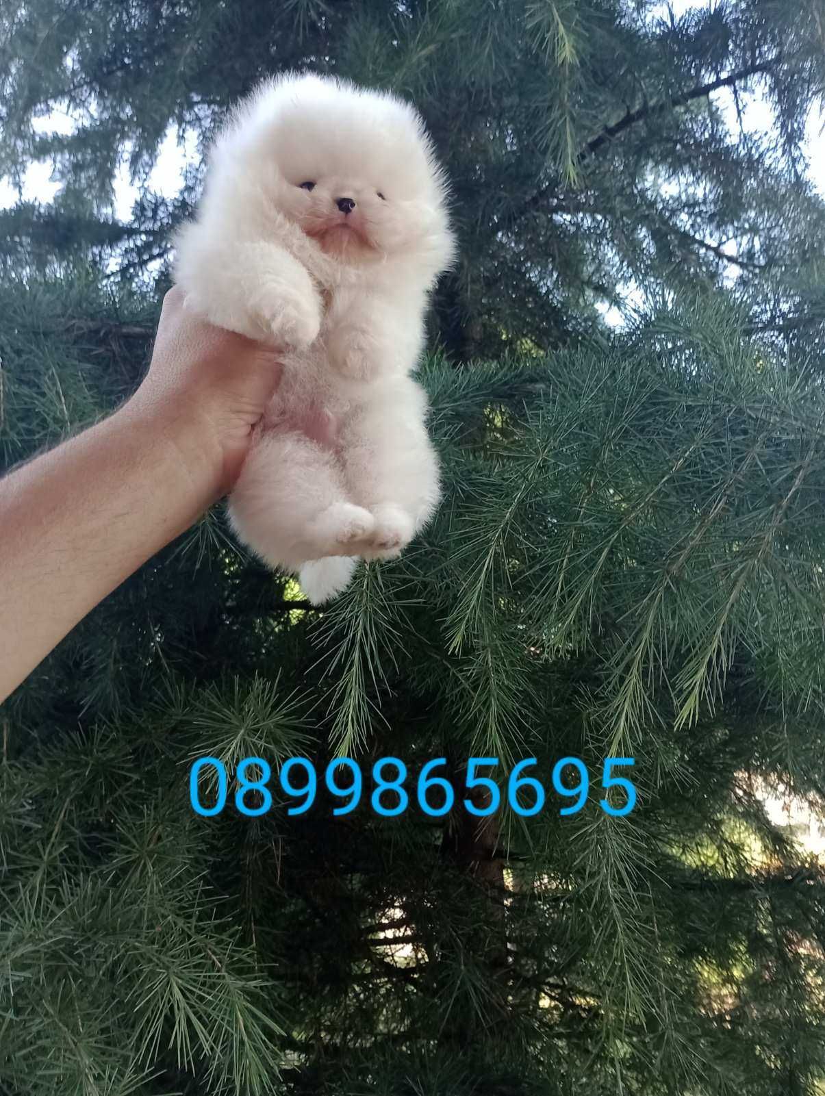 Бели Померани. Реални снимки!