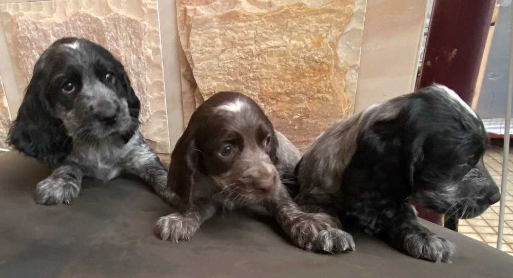 Продаются щенки породы Русский охотничий спаниэль