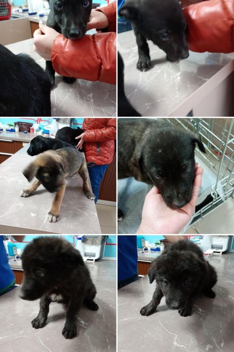 Căței adopție 2 luni