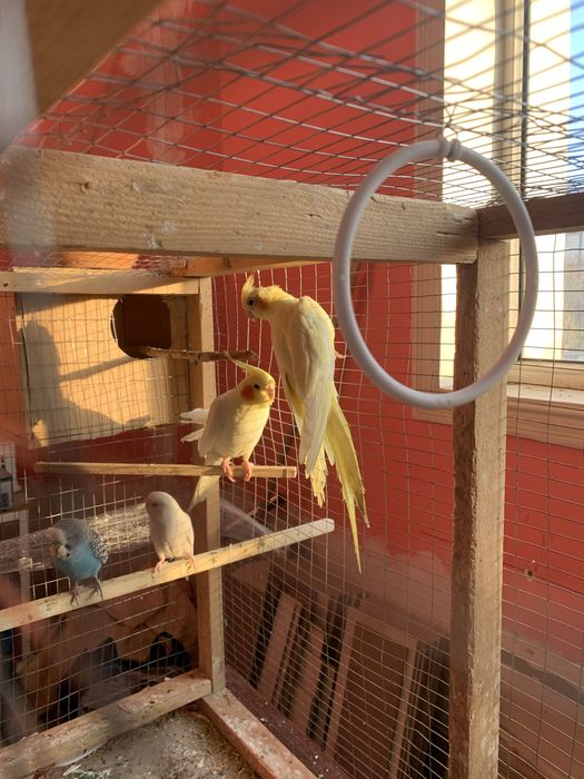 Karella Valnistiy Amadink