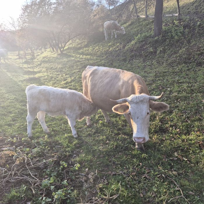 Vand Vaca de Lapte Baltata