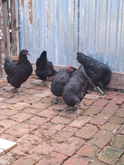 Gaini australorp