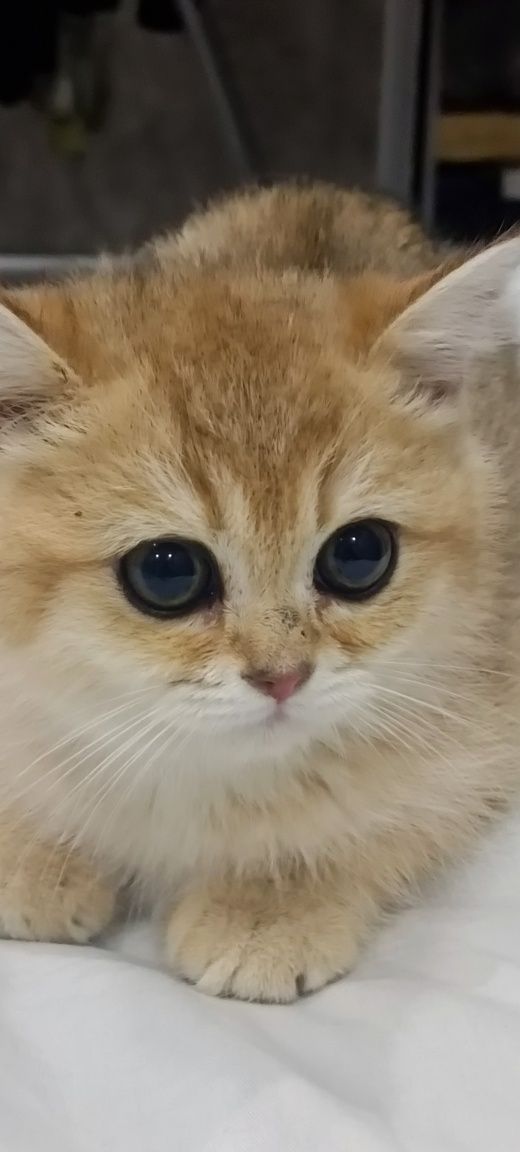 Залатистая  шиншилла