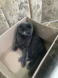 Vand motănel scottish fold blue