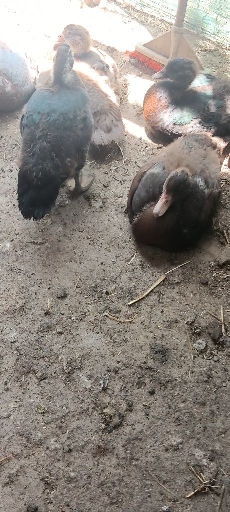 Boboci de rata muta leseasca