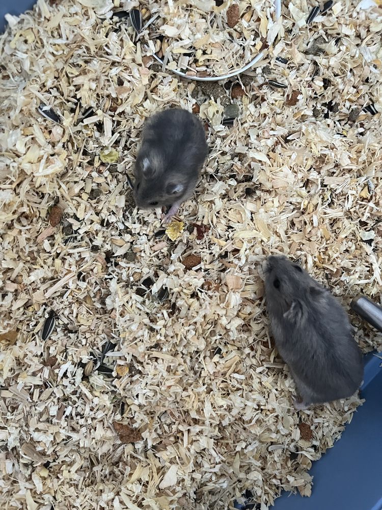 Vând hamsterii pitici!!