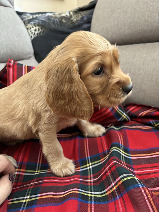 Кокер шпаньол малки кученца