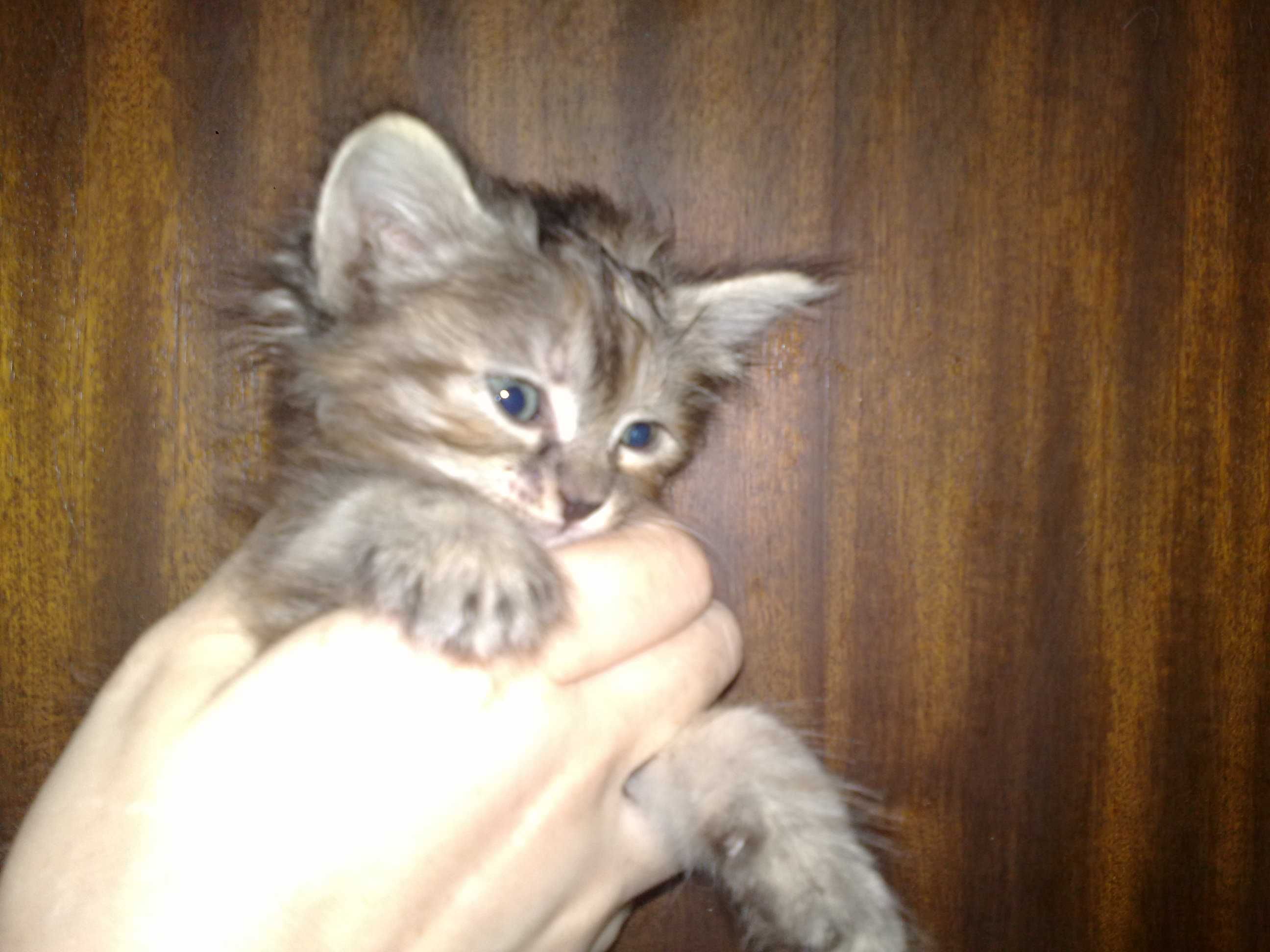 Котёнок норвежской лесной, девочка, 1 месяц