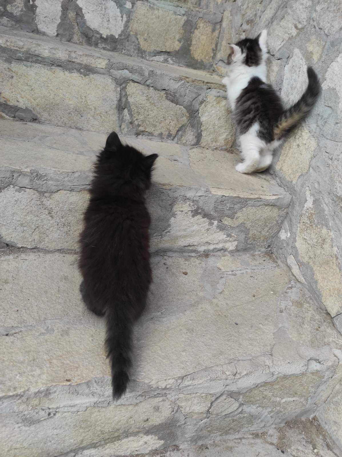 Двумесечни сладки котета