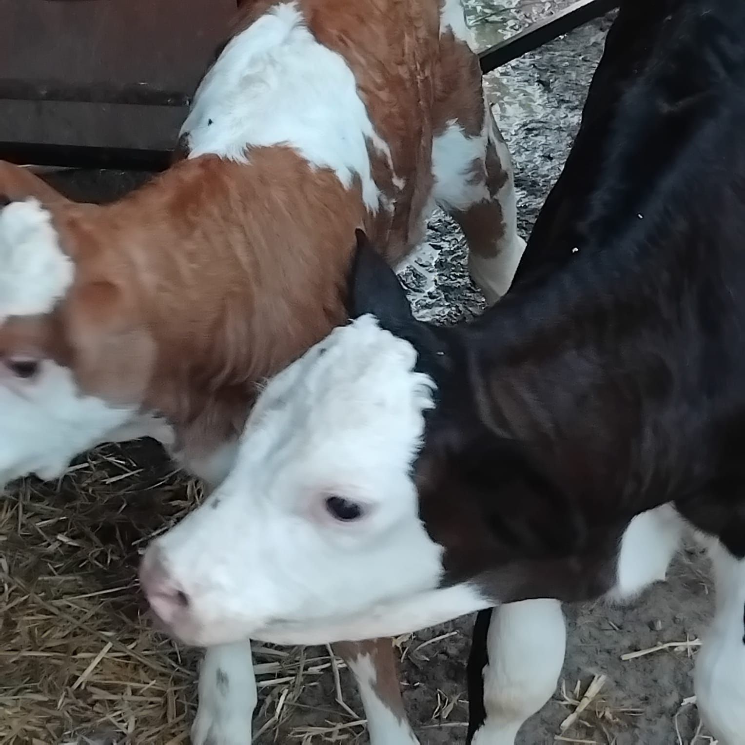 Vând un tauras și o viteaua