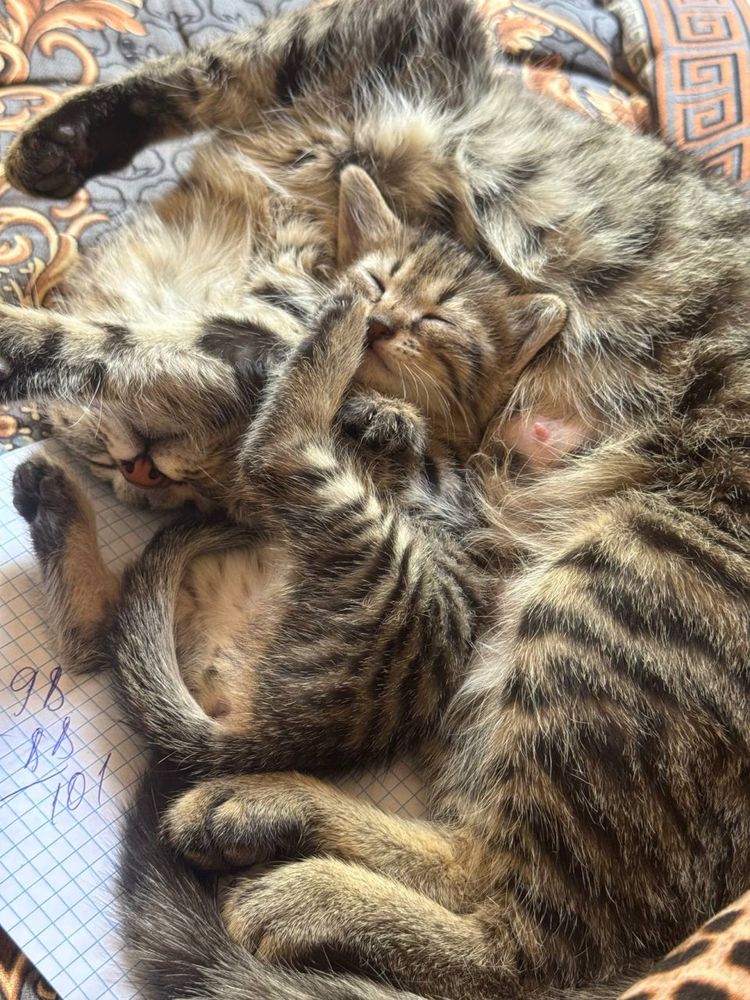 Котят в добрые руки