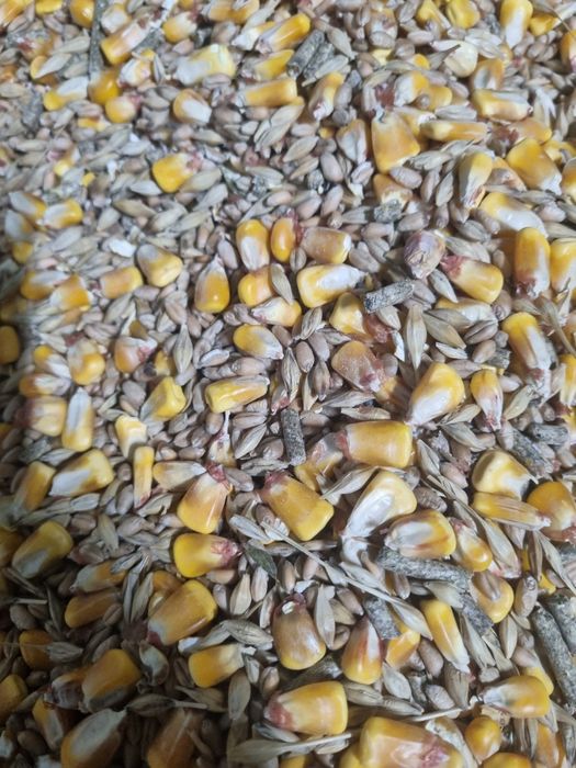 Cereale amestec Porumb Grâu Orz