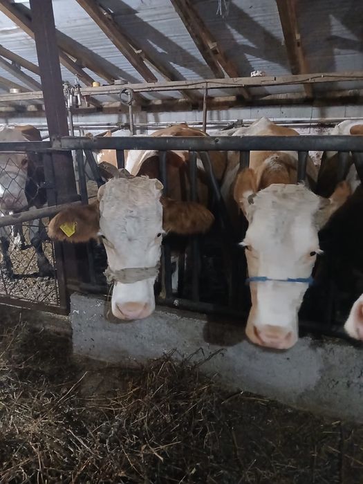 Vaci de vânzare gestante